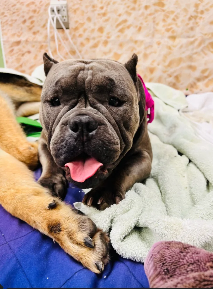 A dog recovering comfortably after veterinary care