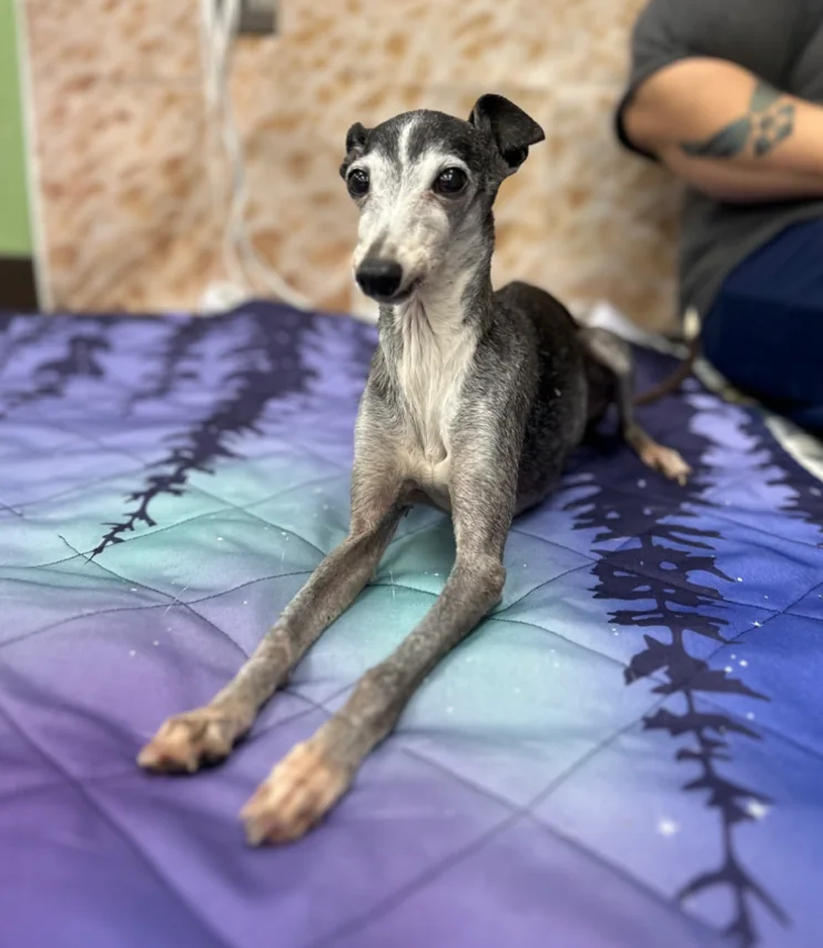Dog patient at Spay Oklahoma