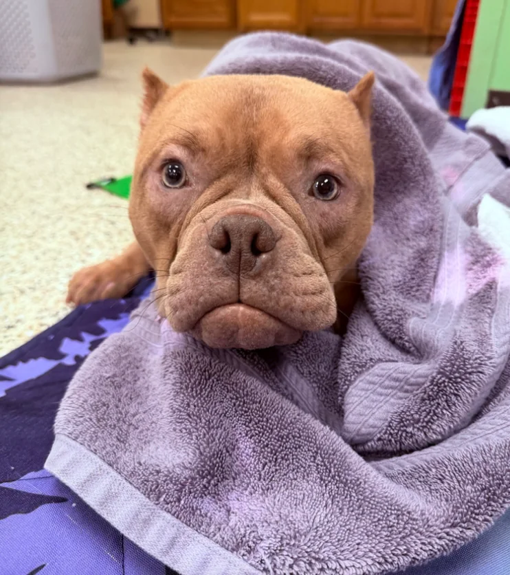 A dog patient cared for through Spay Oklahoma