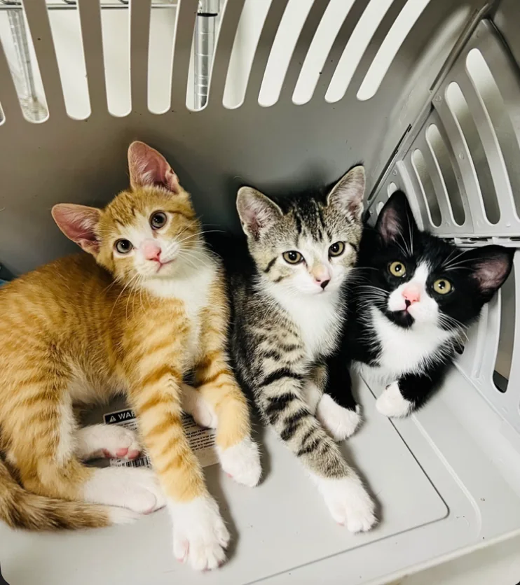 Kittens representing animals helped by Spay Oklahoma