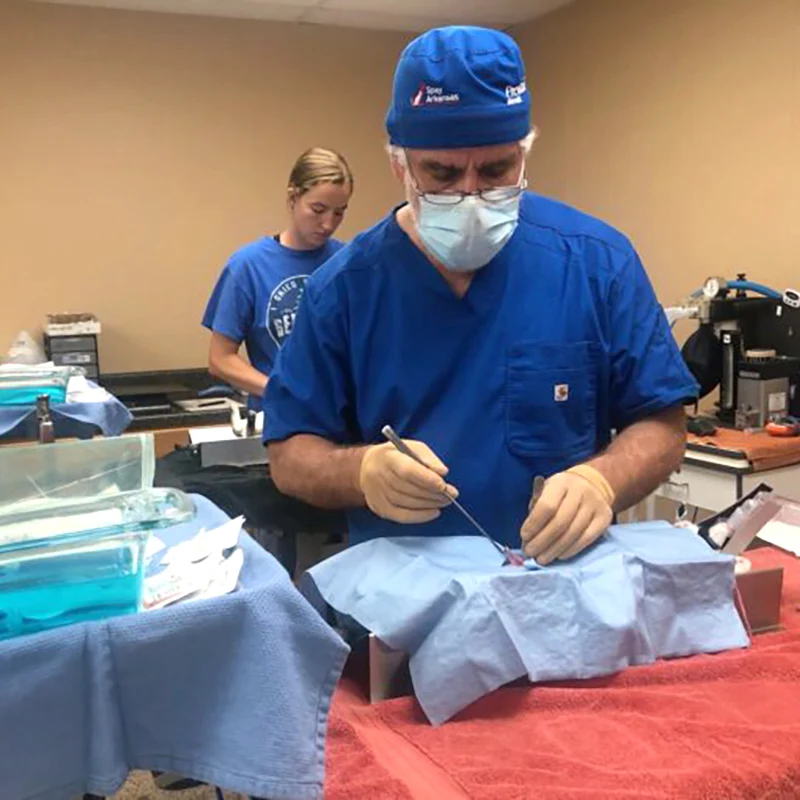 Spay Oklahoma surgical care for dogs and cats